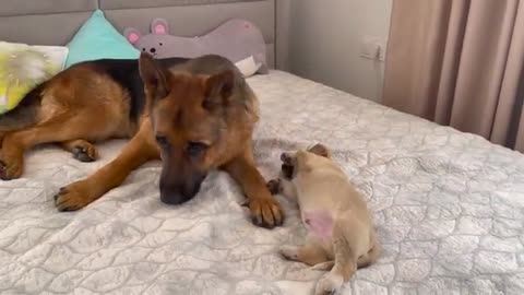 German Shepherd and Puppy Friendship