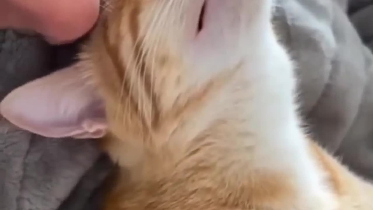 Funny Cat Videos