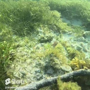 Experience the magic of Philippine waters Snorkel your heart out!