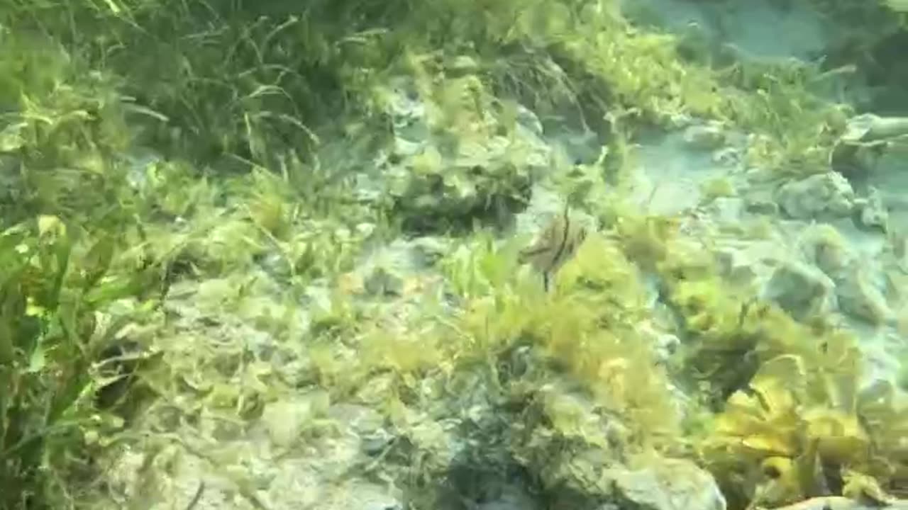 Experience the magic of Philippine waters Snorkel your heart out!