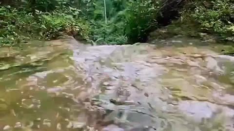 Stream Water