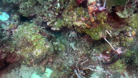 Sapodilla Cayes, Belize 3-tank dive