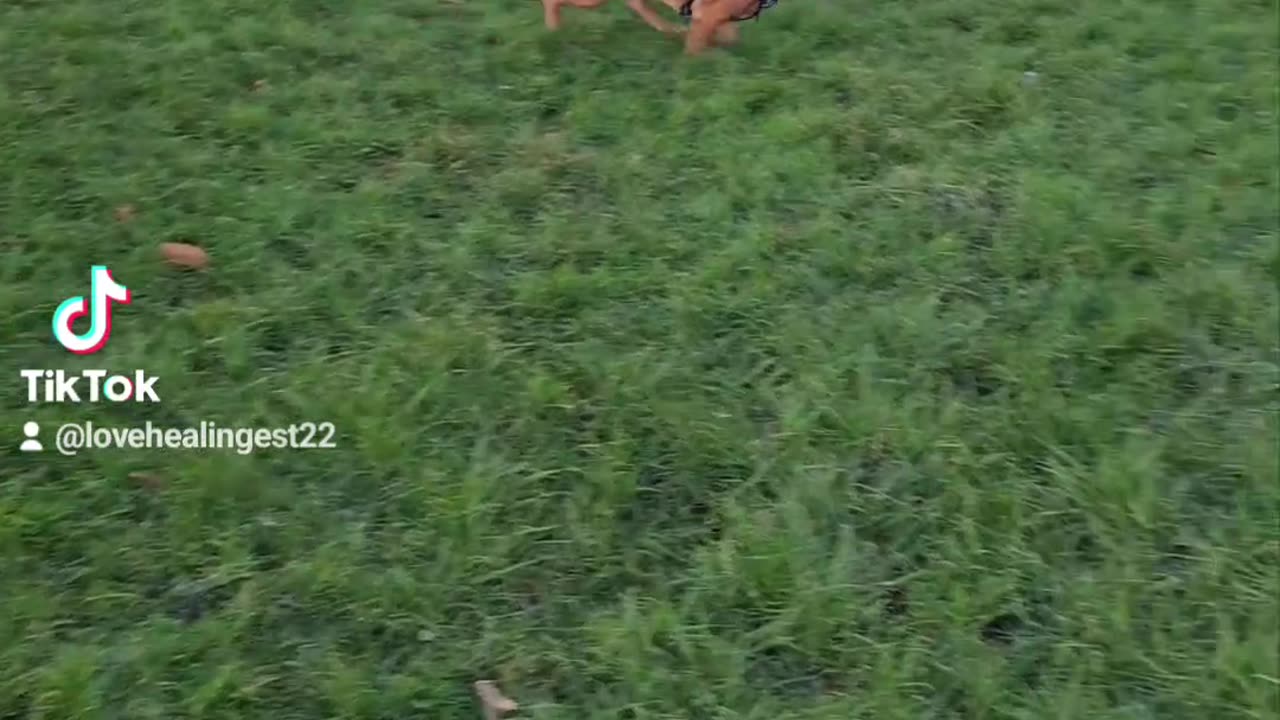Lovehealingest22 doing dog walks for others again 👌 👍