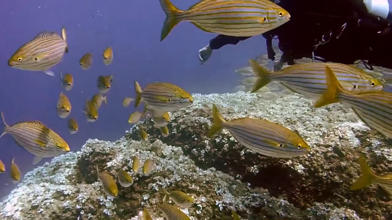 Excellent fish kingdom