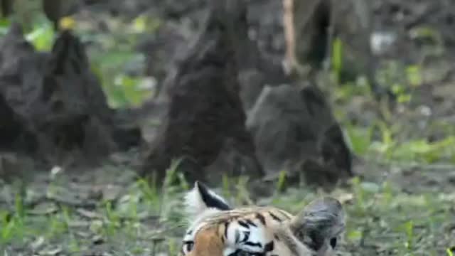 Khursapar Pench Female Tirgess