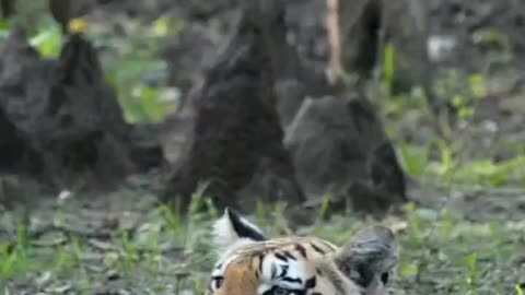 Khursapar Pench Female Tirgess