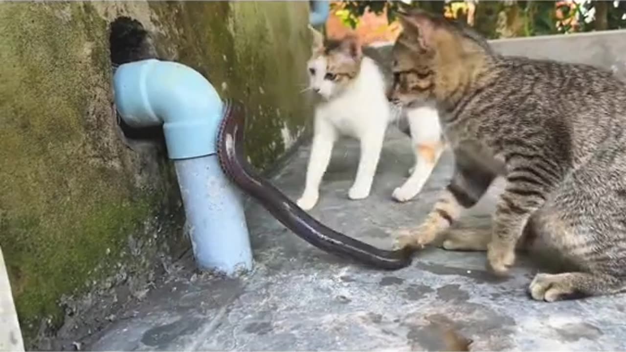 Snake Vs Two Cats