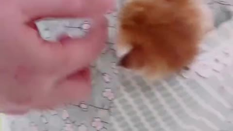 Little sticky cat is in the owner's pocket all day long 😂