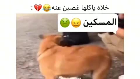 كلب