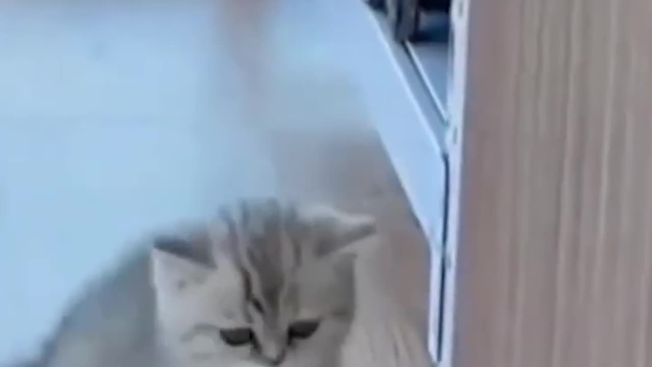 Cut and funny cat video and cutest finest video