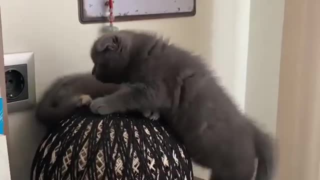 Funny Cats Videos