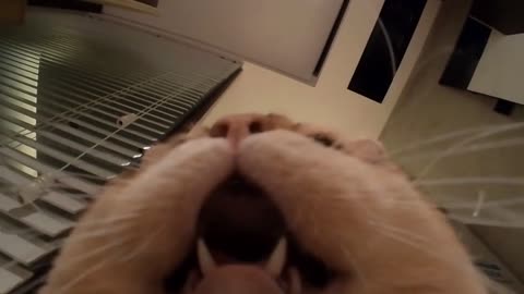 Turn up the volume and play it to your cat, there's a surprise