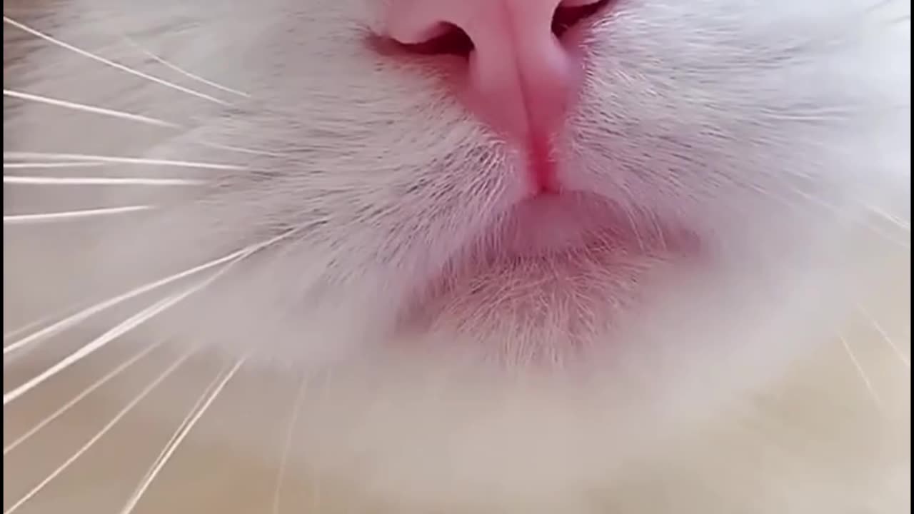 Cute cat 🐱
