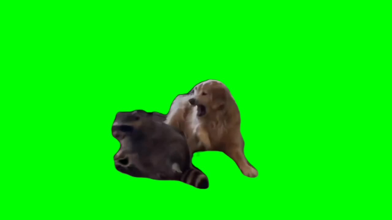 #GREENSCREEN dog racoon