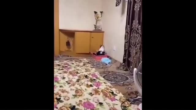 Funny Animal Videos - Funny Videos