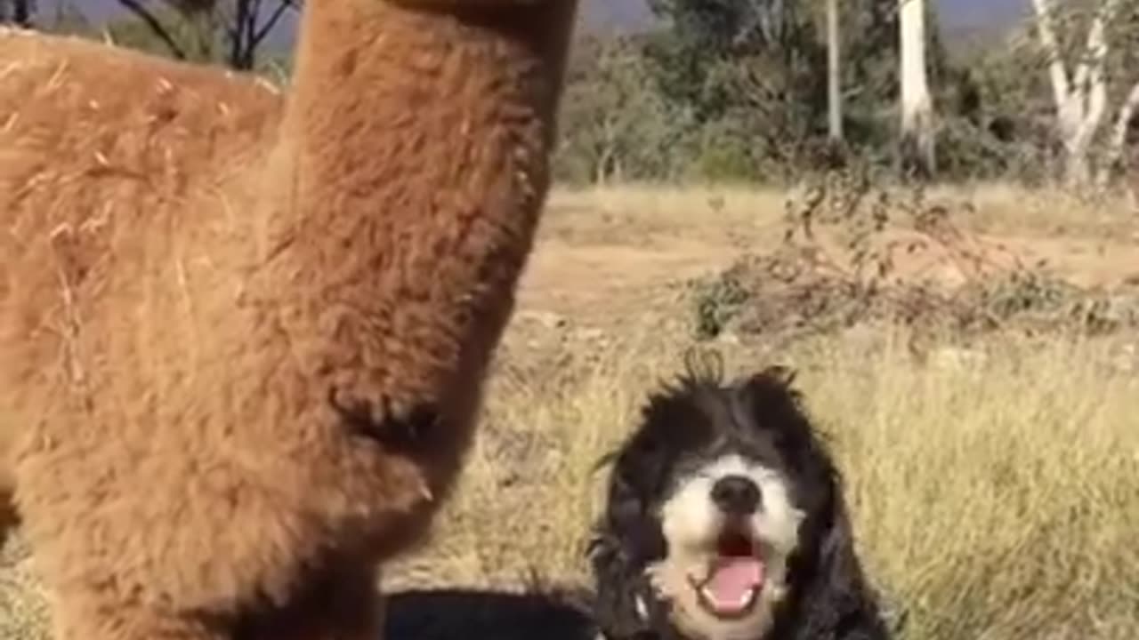 Lama and dog friendly 🥰