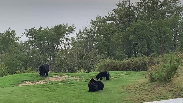 Cute Bear Cubs Wrestle in the Rain