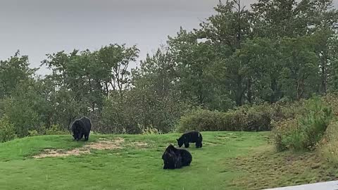 Cute Bear Cubs Wrestle in the Rain