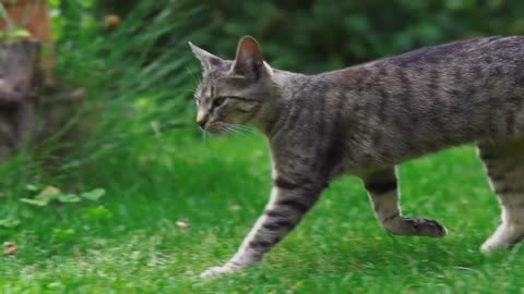 Cat roaming in the garden Blog