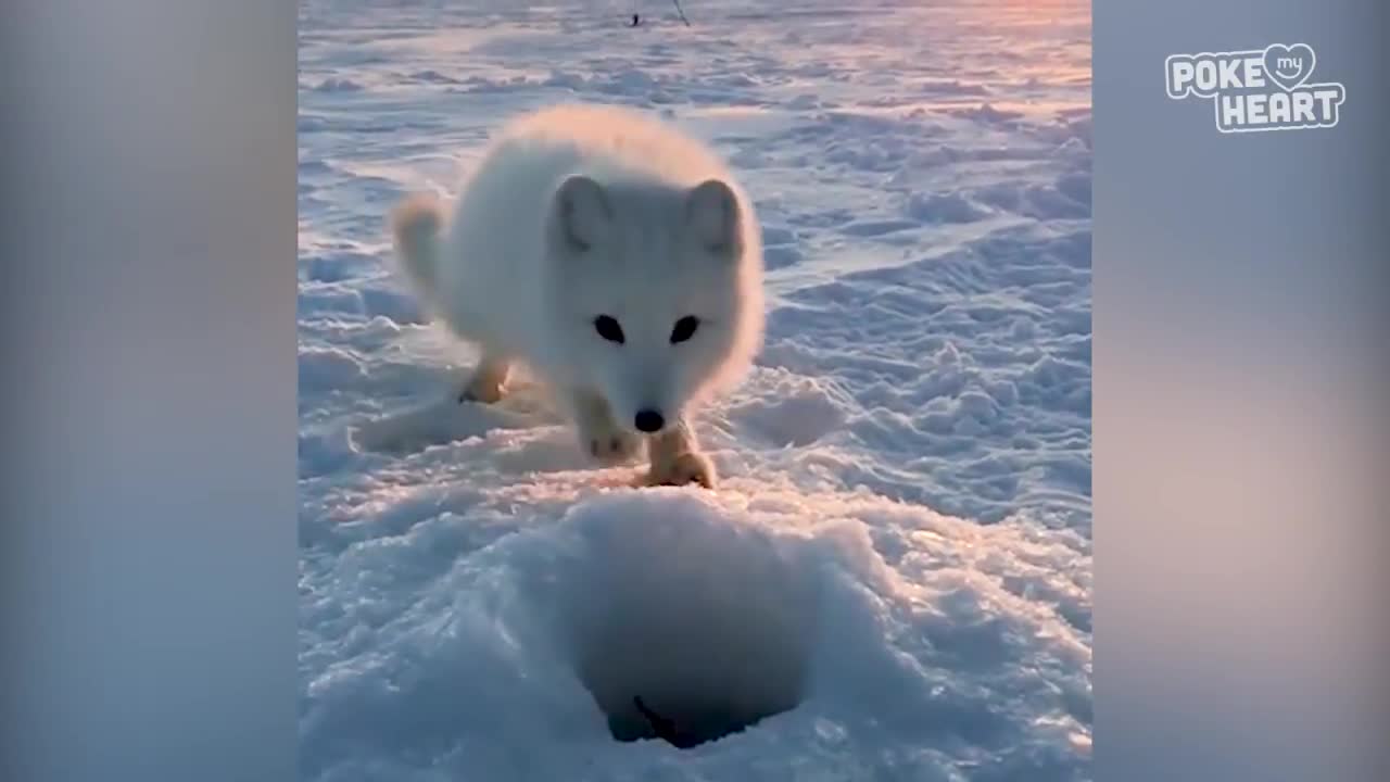 Baby Arctic Fox Steals Mans Fish