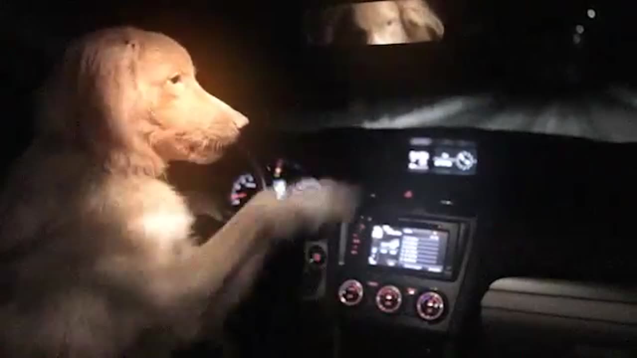 Dog steals truck