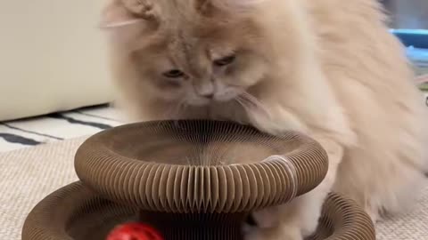 CAT playing with toy board