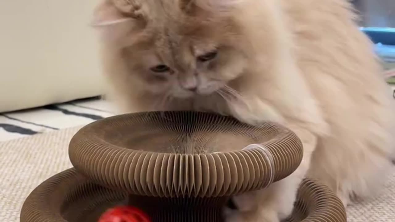 CAT playing with toy board