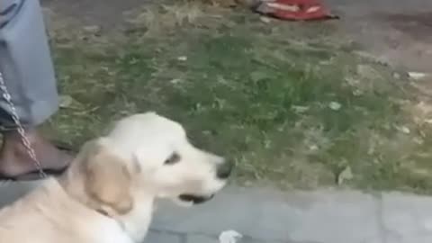 Funny Dog