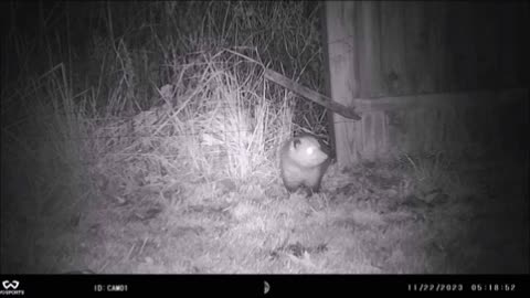 Backyward Trail Cams - The Hole in the Fence Compilation - Wadsworth OH