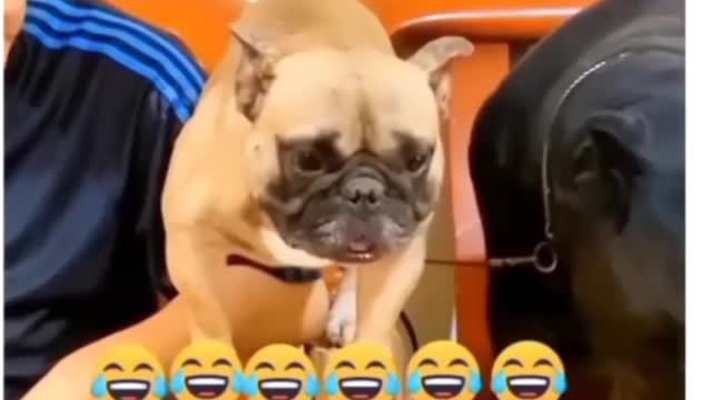 Funny videos