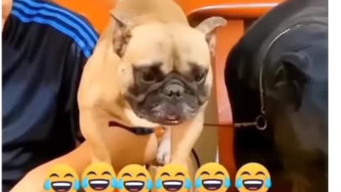 Funny videos