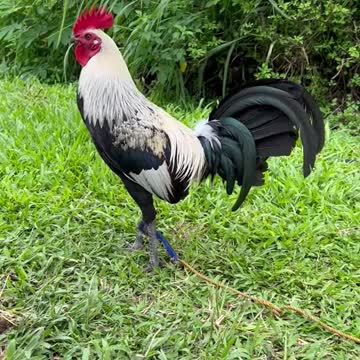 Beautiful Birda Black Grey Arl Gamefowl