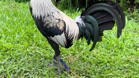 Beautiful Birda Black Grey Arl Gamefowl