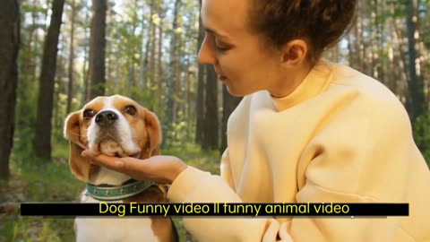 Dog Funny video ll animal Play video ll Funny animals video