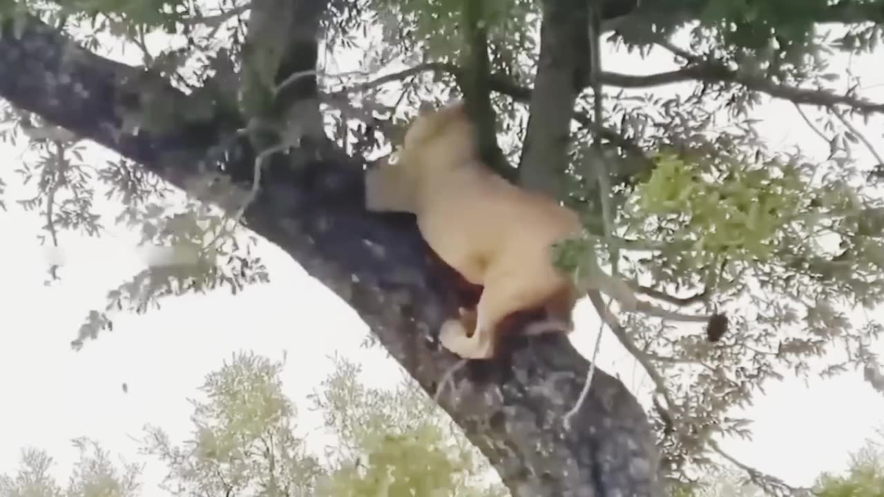 Big Mistake Leopard When Risking Her Life To Kidnap Lionπ―π₯π₯π