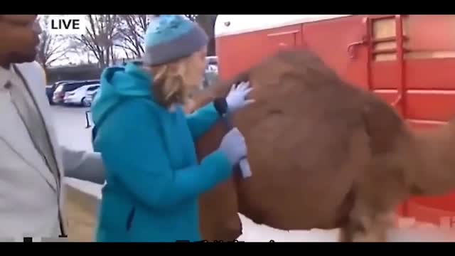 The second camel highlight