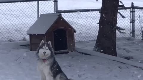 no friends on powder day #husky #huskysiberian #dog