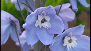 Delphinium flowers