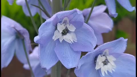 Delphinium flowers
