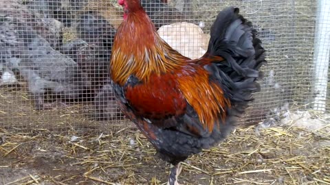 Valley quails, White Bobwhite quails and Yellow Golden pheasants