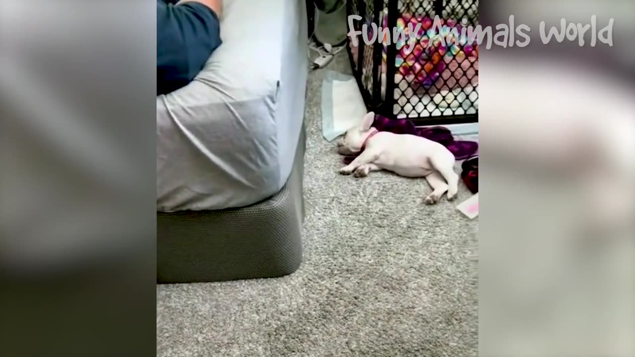 Try Not To Laugh Challenge