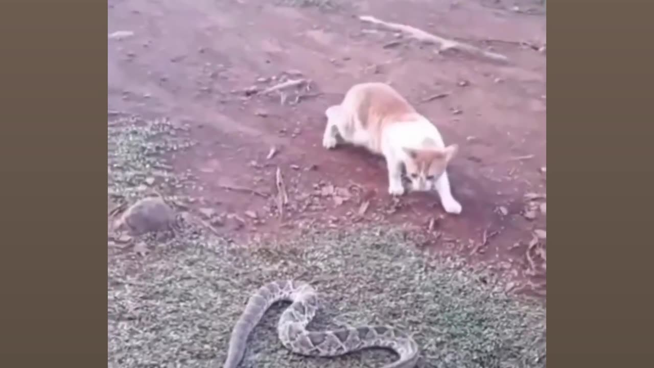 Funny animal video