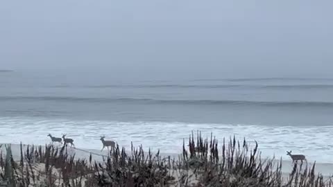 Deer Play Along California Ocean side