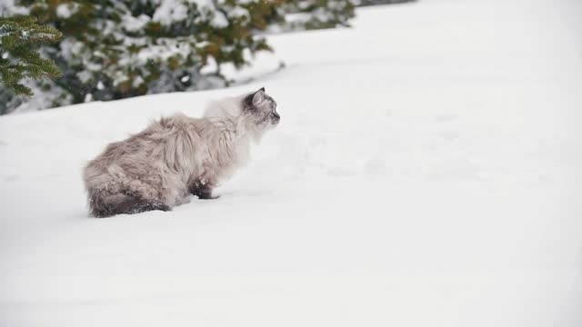 Big furry cat walking in the snow near the trees