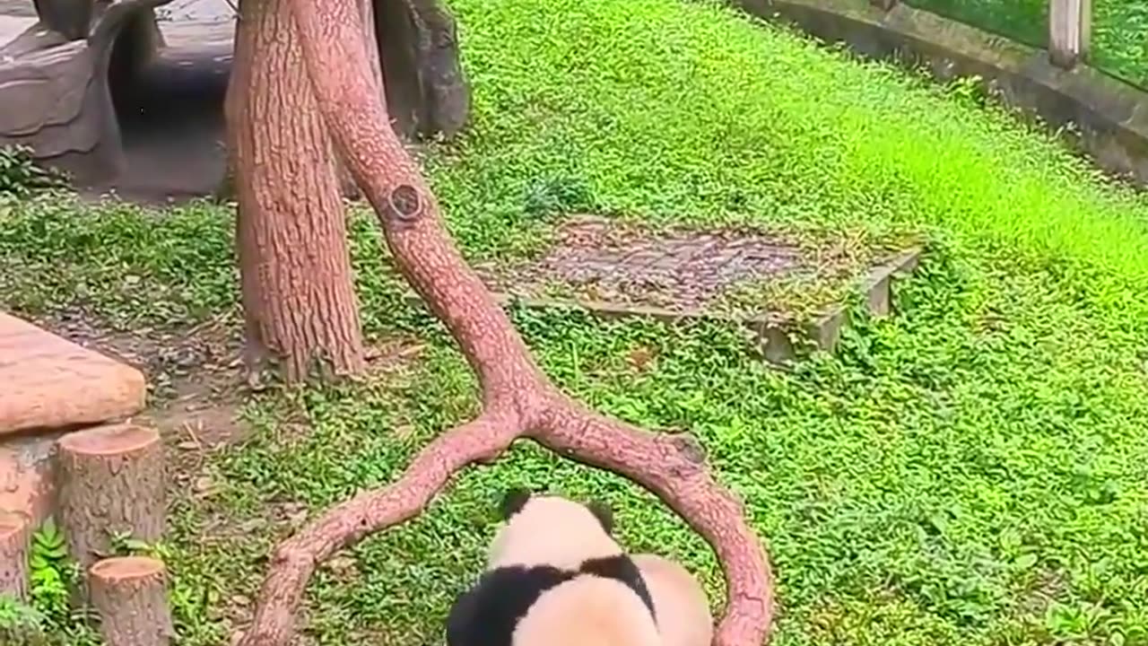 Lovely giant panda