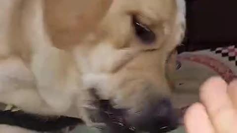 Look what this dog did! You will be amazed.