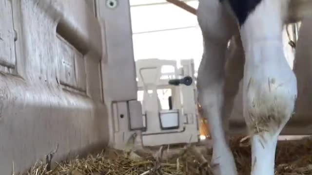 Helping a Baby Cow Up From an Awkward Position