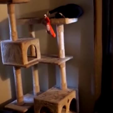 funny cute black cat