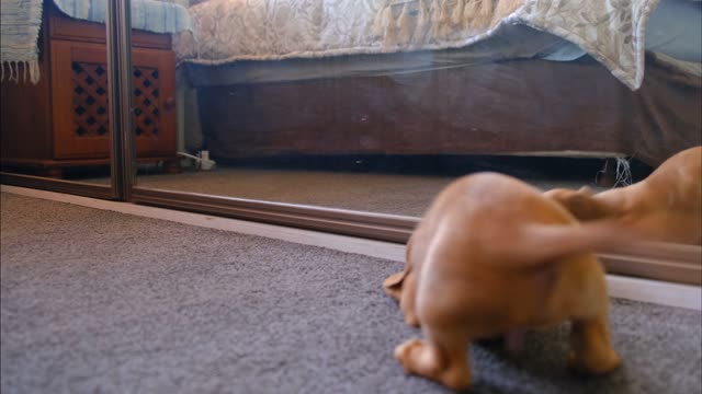 littel puppy playing arround