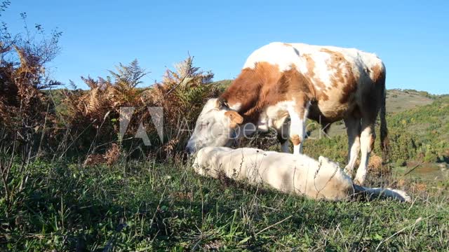 Australian Cattle Dog